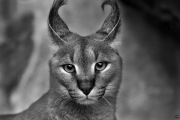 Caracal