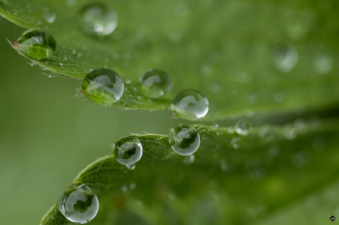 Drops